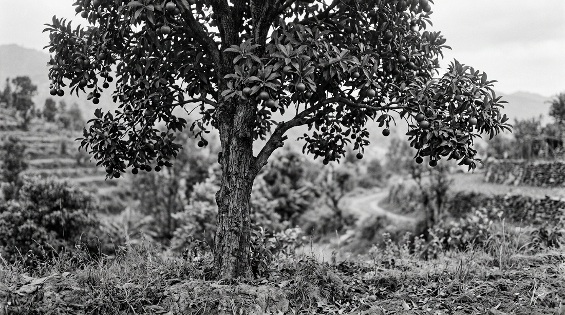 Black and white photo of indica garcinia (kokum) tree