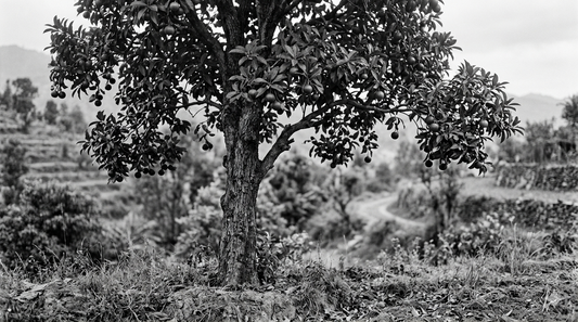 Black and white photo of indica garcinia (kokum) tree
