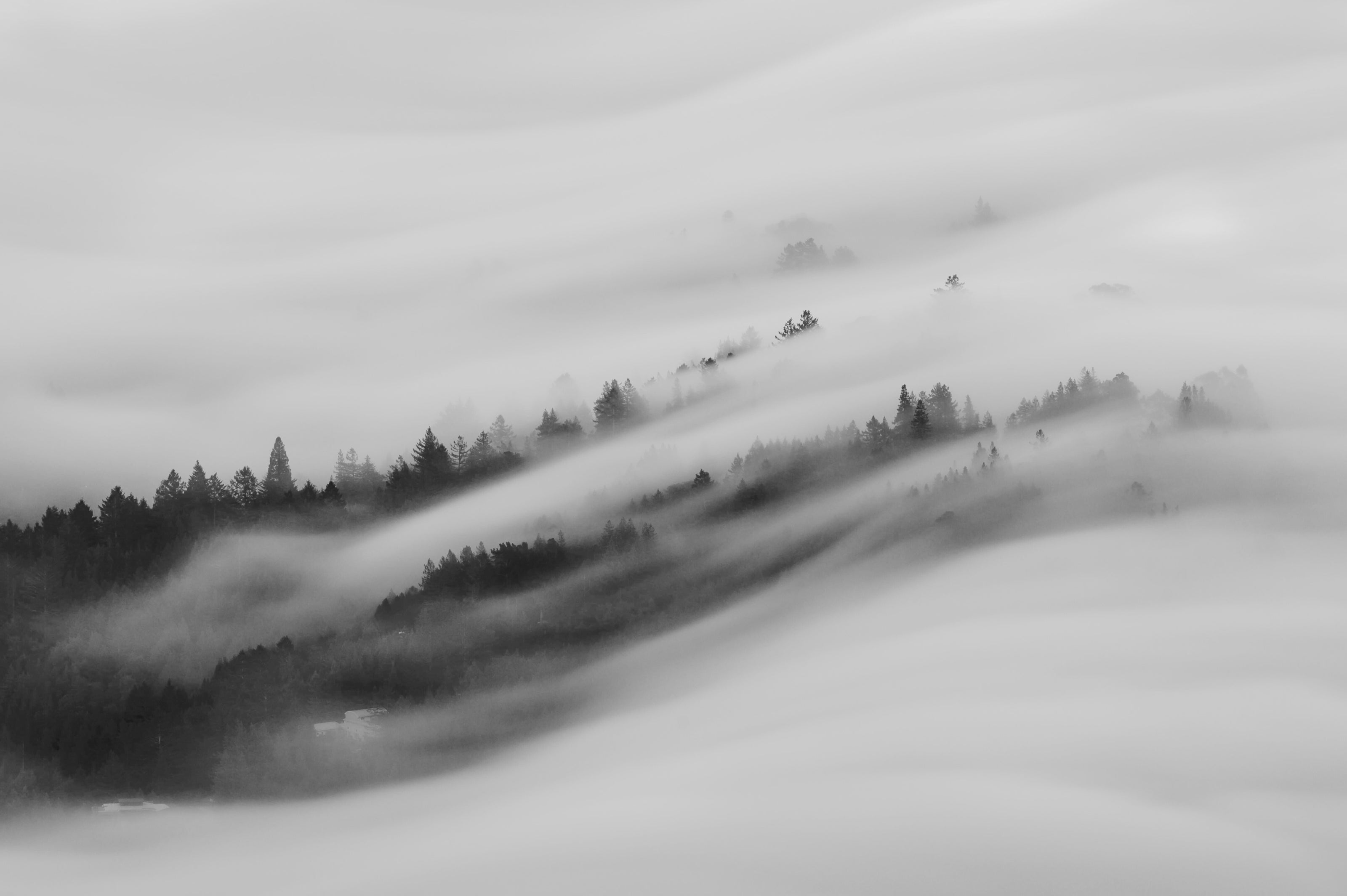 Black and white landscape of a forest shrouded in mist