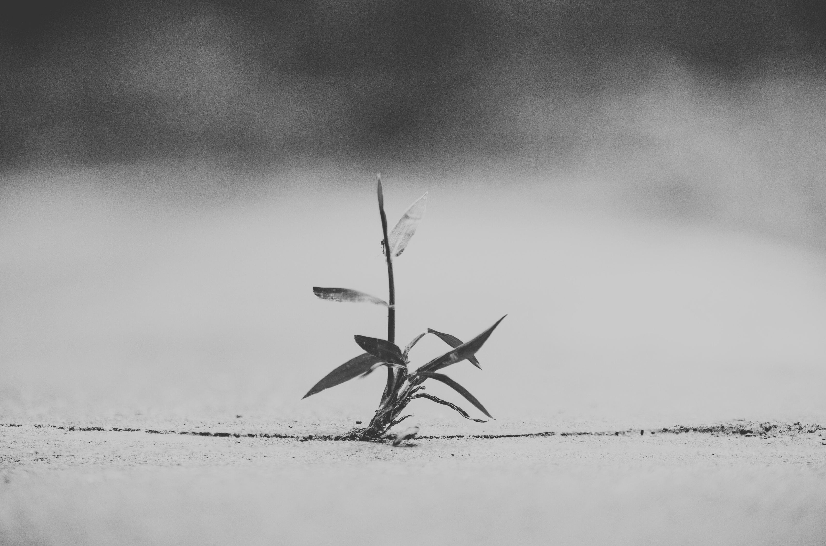 Single blade of grass growing through a crack in the sidewalk with a blurred background